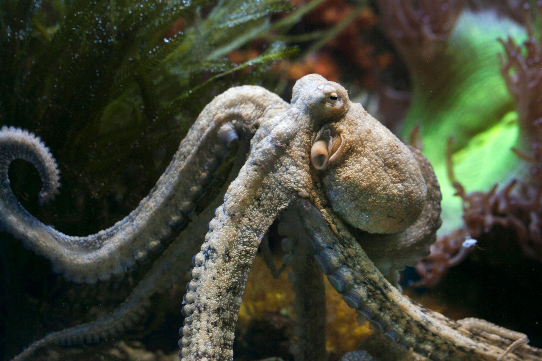 Charities demand welfare as giant lobster-octopus lands Westminster