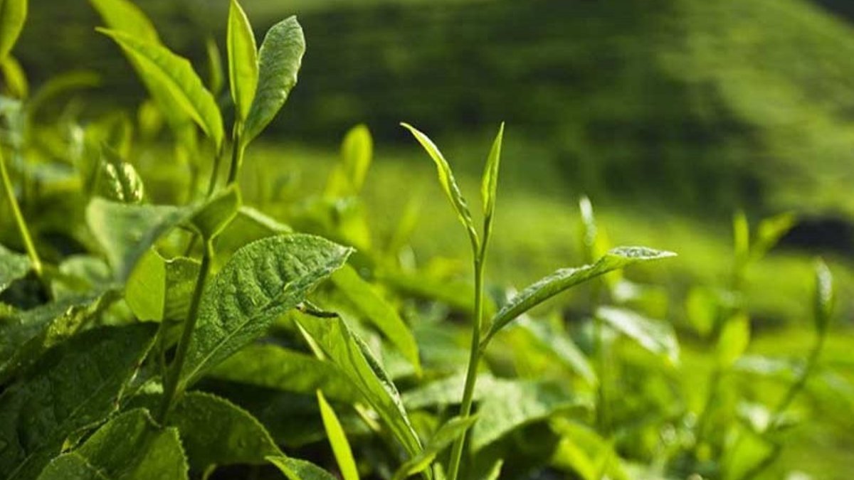 Bangladesh plans reforms to revive struggling tea sector Bangladesh plans reforms to revive struggling tea sector - bangladesh tea sector