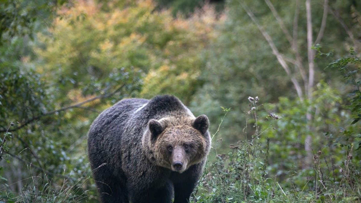 Bears invade Romanian city streets - brown bears