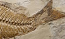 Paleontologist | American Geosciences Institute