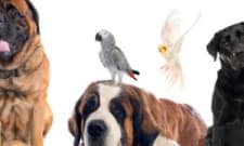 Veterinarian