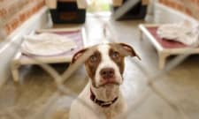 Kennel Technician