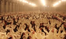 What Does A Chicken Sexer Do Careerexplorer Answer to a chicken sexer makes 1 error in every 500 examinations when he detects the sexes of question: what does a chicken sexer do