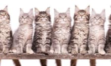 What does an animal breeder do? - CareerExplorer What does an animal breeder do? - CareerExplorer
