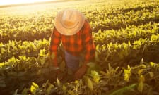 Agricultural Worker