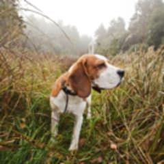 How To Become A Pet Detective - Careerexplorer