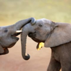 Mammalogist Thumbnail