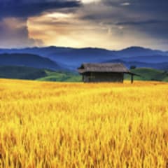 Grain & Forage Crop Farmer Thumbnail