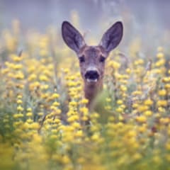 Wildlife Enforcement Officer
