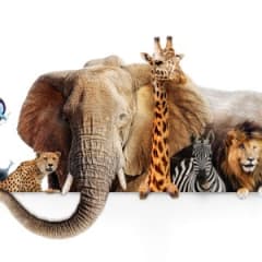 Zoologist