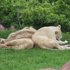 Zoo Endocrinologist
