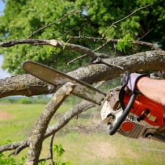 Tree Trimming