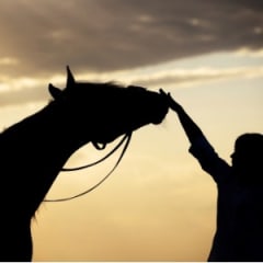 Horse Trainer Thumbnail