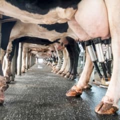 Dairy Farmer