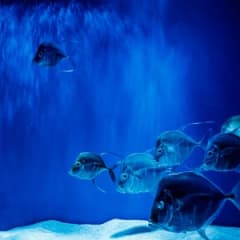 Aquarist