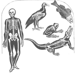 Comparative Anatomist Thumbnail