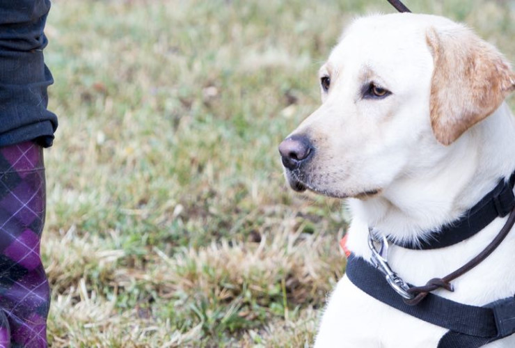 How to a guide dog trainer ‐ CareerExplorer