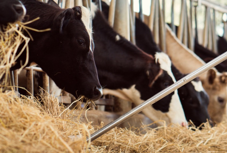 How to a dairy herdsperson ‐ CareerExplorer