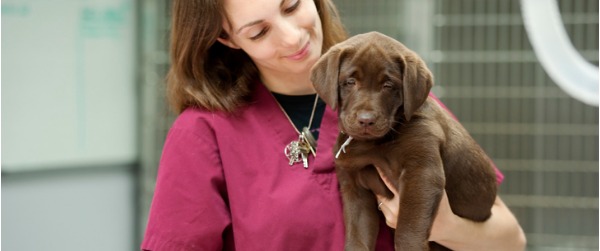 A female veterinary technologist holding a brown lab puppy and smiling.