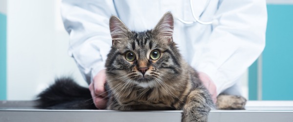 careers that involve animals