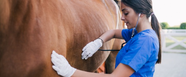 What does a veterinarian do? - CareerExplorer