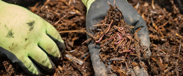 A vermiculturist using worms to convert waste products into soil and organic fertilizer.