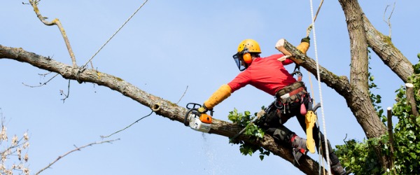 A Tree Service Technician cares for and maintains the health of trees.