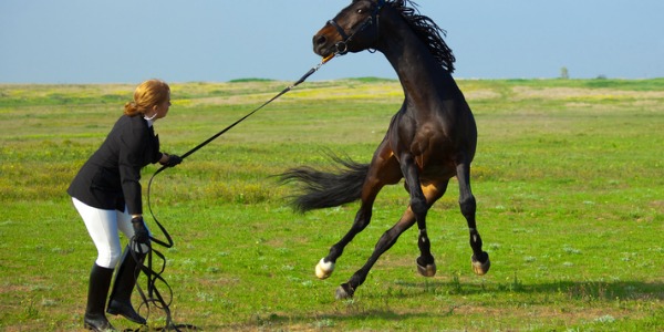 A racehorse trainer is responsible for the day-to-day preparations needed to train a horse to run races.