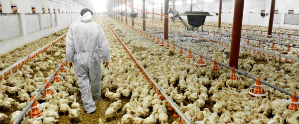 Un aviculteur est une personne qui élève des oiseaux domestiques tels que des ge, des canards, des dindes ou des poulets dans le but d'élever de la viande ou des œufs pour la vente et la consommation.