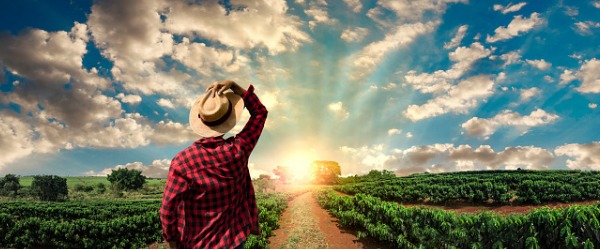 An organic farmer produces fruits, vegetables, grains, or livestock without the use of pesticides, herbicides, or chemical fertilizers.