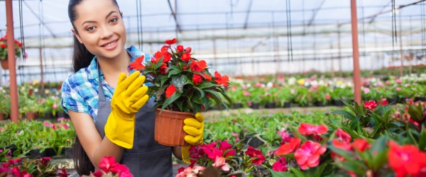 A nursery worker tending to a flowering plant.