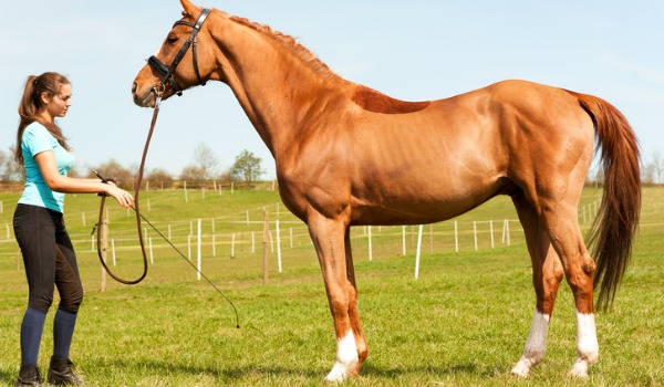 A horse trainer prepares horses to accept riders, help horses adapt to wearing saddles and bridles, and help them understand riding commands.
