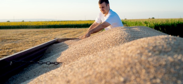 A grain and forage crop farmer grows grains such as wheat, barley, canola, oats, rye, flax, peas and speciality crops or forage crops.