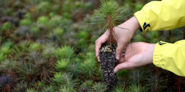 Under the supervision of foresters and conservation technicians, forest and conservation workers help to develop, maintain, and protect forests.