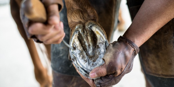 A farrier holding a horse's foot and trimming the hoof.