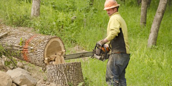 A faller using a chainsaw to cut a tree.