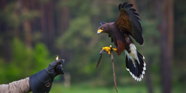 A falconer reaching out his arm so the falcon can land.