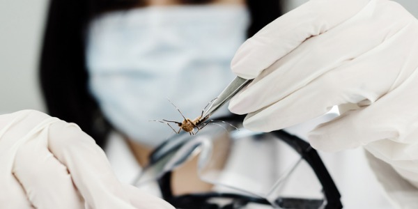An entomologist studying a spider.