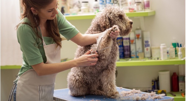 What does a dog groomer do? - CareerExplorer