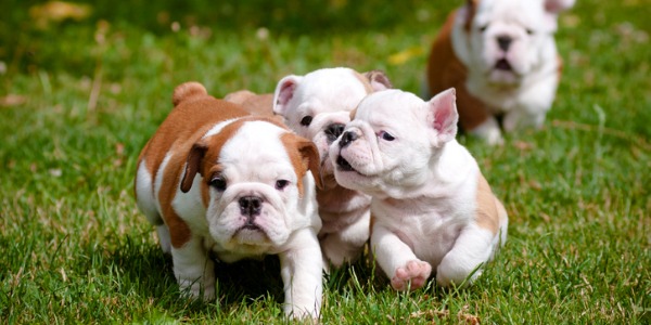 Four purebred bulldog puppies playing.