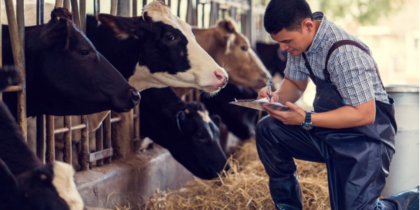 A dairy farm worker working with dairy cattle and taking notes.