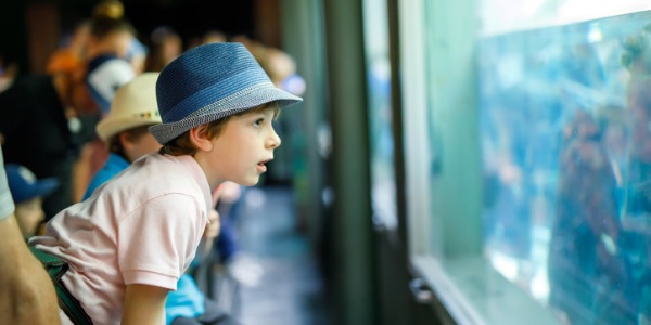 A little boy looking at the many fish at a public aquarium, one of the many things a zoo curator is responsible for.