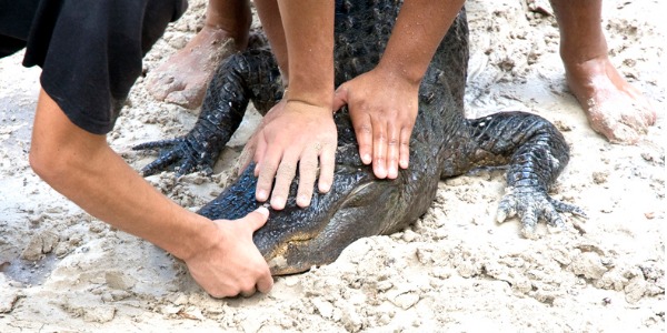 Two crocodile wranglers keeping a crocodile's jaw shut.