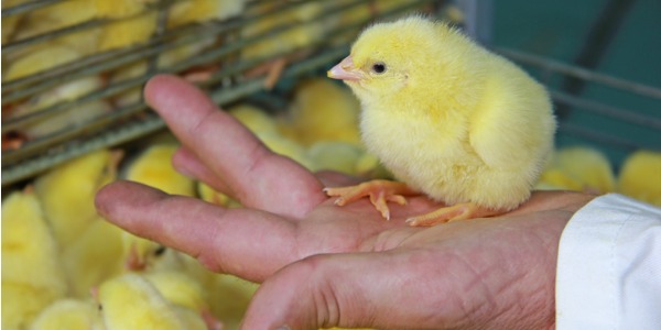 A chicken sexer with a chick in his hand.