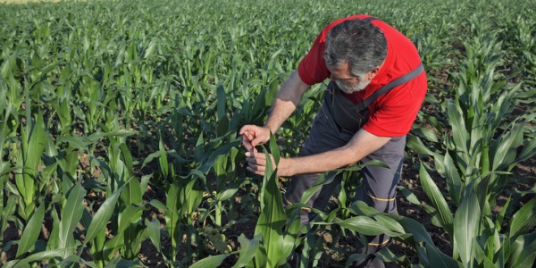 What does a certified crop advisor do? - CareerExplorer