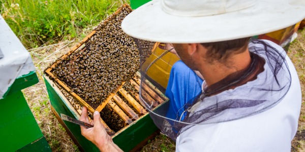 A beekeeper maintaining and monitoring his bee hives.