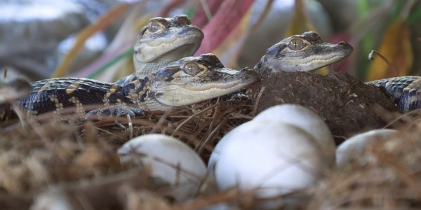Baby alligators and alligator eggs.