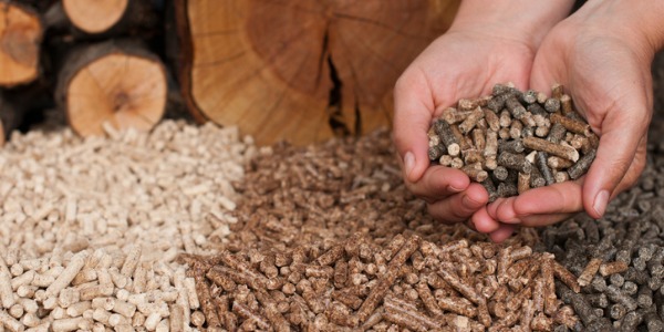 Two hands cupped together holding biofuel pellets.