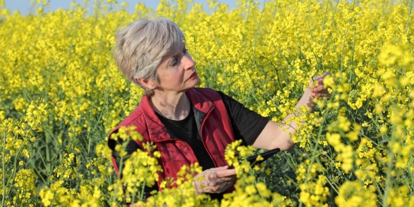 An agronomist examining a crop, looking for signs as to whether there is a sign of disease or insect problem.