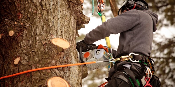 An arborist pruning tree branches to promote healthy growth.